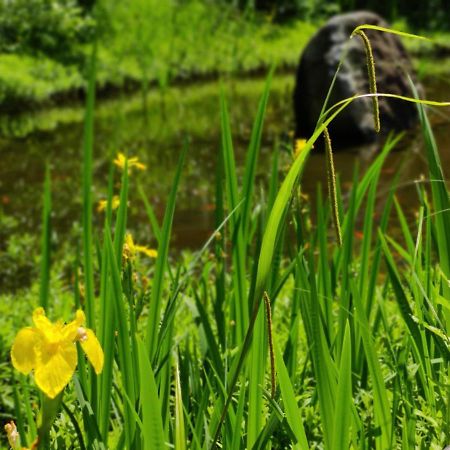 Gemuetliche Ferienwohnung In Ruhiger Lage Dresda Esterno foto